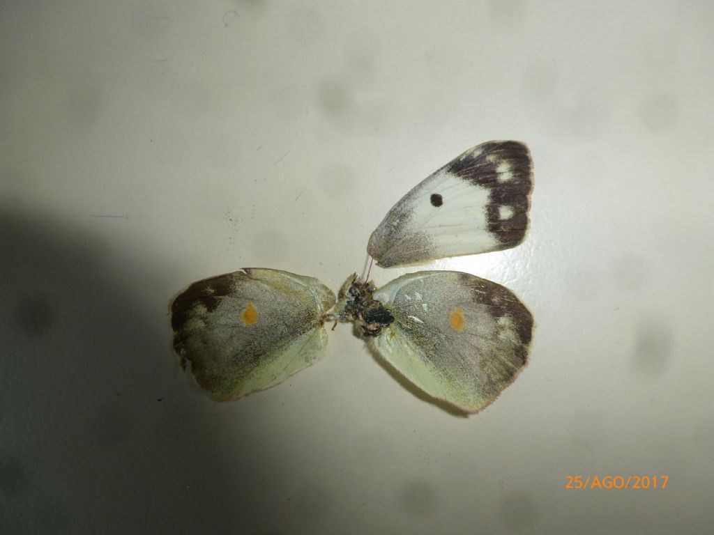 Quale Colias?  Colias crocea f. helice, femmina